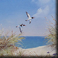 12. Oyster Catchers on the Dunes